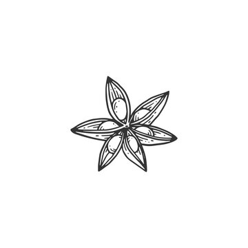recommend clip art: Hand drawn in black line anise star, engraving vector illustration isolated.
