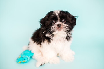 Puppy on a blue background toy dinosaur. Upset puppy, close-up. Dog in a pet shelter concept.