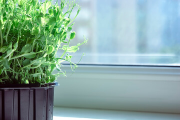 Vegetable garden on the windowsill, growing spring microgreens in used plastic packaging