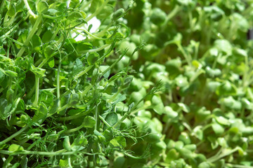 Different types of microgreens close-up top view. Seed sprouts are green. Eco vegan healthy lifestyle bio banner. Green natural background texture. Vitamins Amino Acids Benefits Of Organic Superfood.