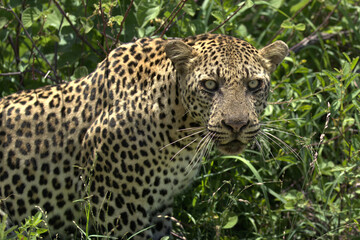Leopard Looking at Camera
