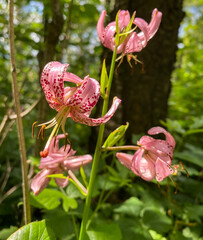 Martagon lily (Lilium martagon) in the wood inPoland, Europe.