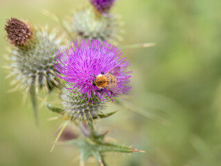 Pollination, Bumble bee on thistle flower, UK.