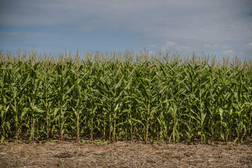 corn field in the morning