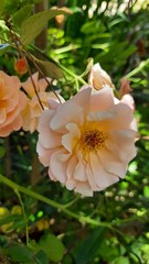 Obraz na płótnie Canvas rose in the garden