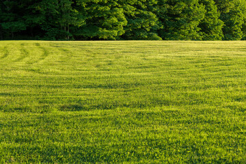 Green field with trees background at sunset time, landscape view. High-quality photo