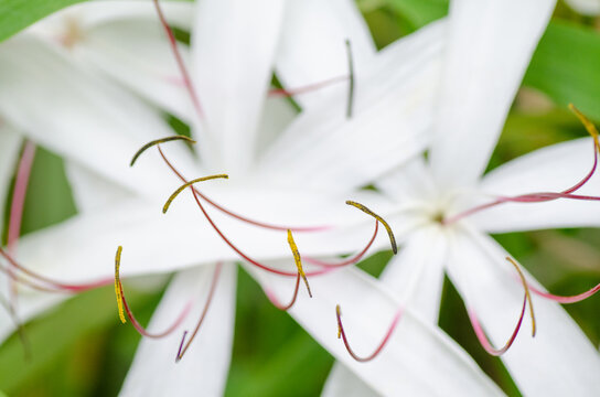 Close-up view of the stamens on a white Crinum asiaticum.