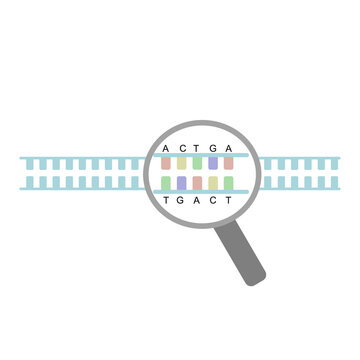 The DNA detection concept that represents a magnifying glass is observing the DNA sequence of double strand DNA