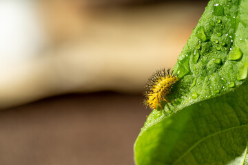 Mini chili peppers on green leaves