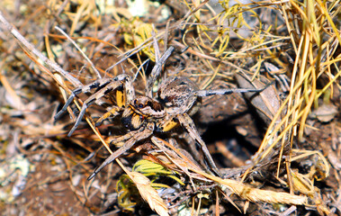Large earthen wolf spider in its hole awaits prey. Close up. Lycosidae, Hogna. Entelegynae. Horror. Arachnidae, animals of the mountains of Spain