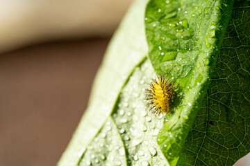 Mini chili peppers on green leaves