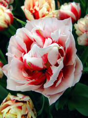 White pink tulip flower of an unusual shape like a rose, very beautiful, close-up, spring flowers