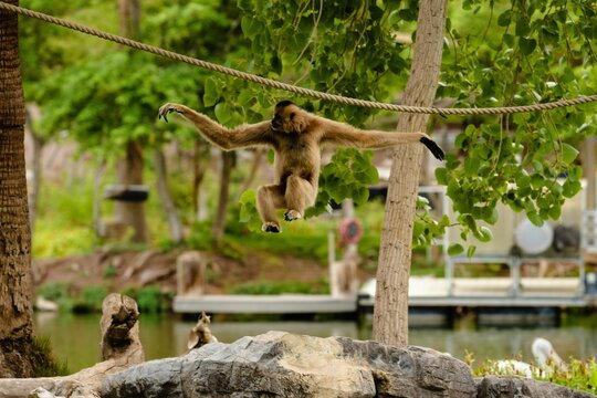 View of the jumping monkey in the zoo
