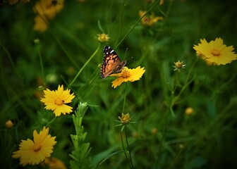 Pretty yellow flowers and butterflies in the Broken Bow nature trails. 
