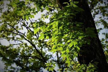 Broken bow landscape, creeks, and trails. 