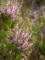 heather on a summer day close up