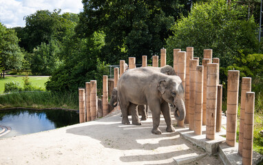 Big elephant in the Copenhagen zoo on a summer sunny day. High quality photo - obrazy, fototapety, plakaty