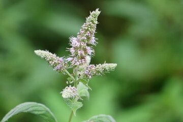 Nahaufnahme einer Blüte von einer Silberminze, close-up