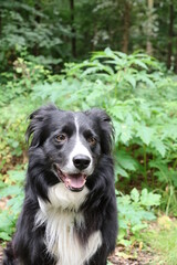 Hund sitzt vor dem gefährlichen Bärenklau, Gefahr am Wegesrand 