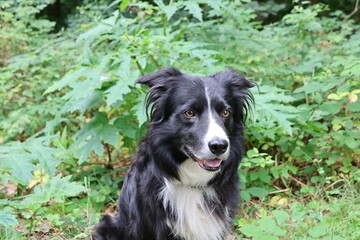Border Collie black and white mit braunen Augen sitzt vor Bärenklau Gefahr am Wegesrand für Hunde und Spaziergänger