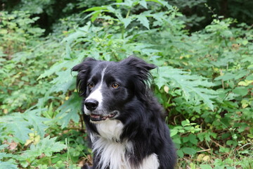 Fototapeta premium Bärenklau Gefahr am Wegesrand 