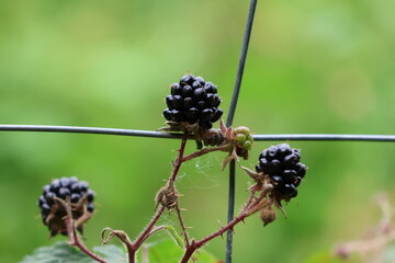 Brombeeren