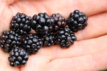 Eine Hand voll Brombeeren