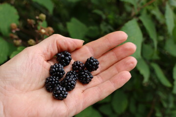 gesammelte reife Brombeeren in einer Hand vor einem Brombeerbusch im Wald im Sommer