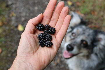 Brombeeren im Wald gesammelt in einer Hand über einen Hund der danach bettelt und hochschaut