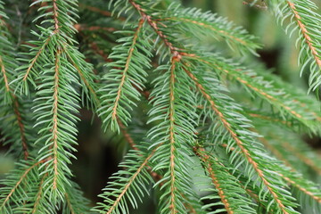 Ausschnitt, Close-up von einem grünen Fichtenzweig im Wald