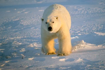 Foto auf Leinwand Large male polar bear close up © outdoorsman