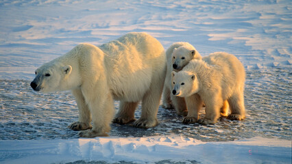 Polar bear with cubs of the year