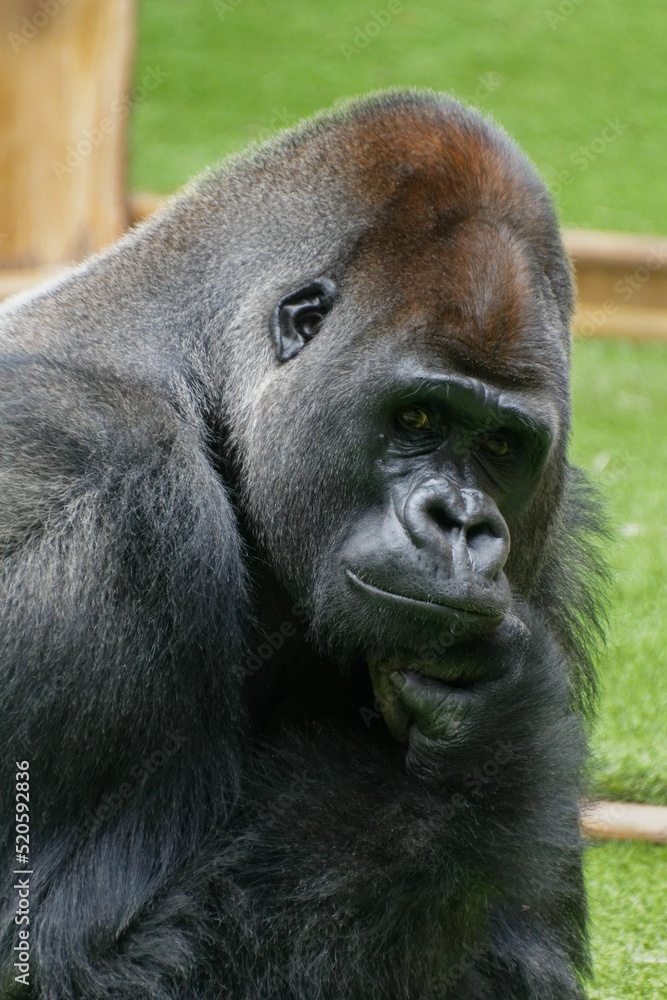 Poster Black gorilla resting on green lawn in Zoological Park Saint Martin la Plaine, France on sunny day