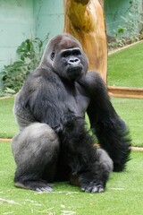 Black gorilla sits on green lawn in the Zoological Park Saint Martin la Plaine, France on sunny day © Tdal/Wirestock Creators