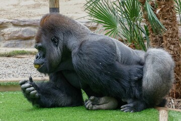 Black gorilla resting on green lawn in Zoological Park Saint Martin la Plaine, France on sunny day