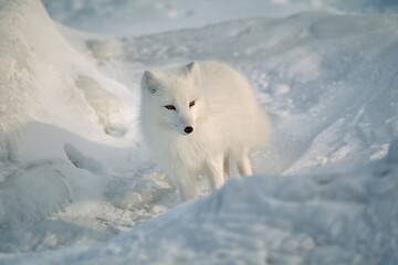 Obraz premium Arctic fox in winter fur