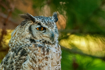Portrait of great horned owl