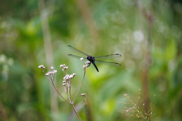 Dragonfly on Flower