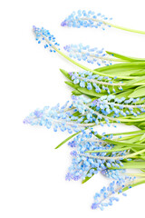 Hyacinth flowers isolated on white background