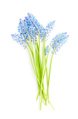 Hyacinth flowers isolated on white background