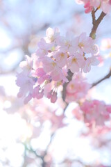 pink cherry blossom