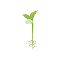 Germination process with kidney bean, roots and first leaves, flat vector illustration isolated on white background.