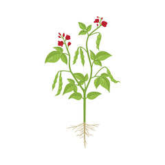 Fototapeta na wymiar Whole bush of kidney beans flat vector illustration isolated on white.