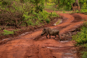 Wild life Animals in Mole National Park, the largest wildlife refuge of Ghana, Western Africa