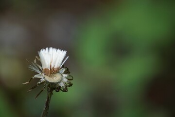 Selective focus shot of a Dandelion with several seeds still attached