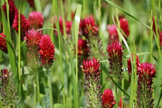 Selective focus shot of a green field of red Broomrapes