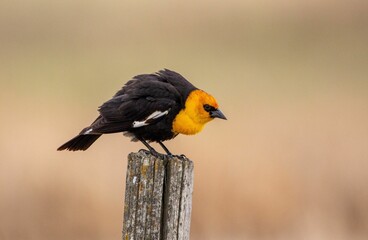 Beautiful shot of a yellow-headed blackbird - obrazy, fototapety, plakaty