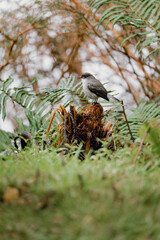 Road between Hornopiren and Chaiten, traveling the Carretera Austral in the winter of 2022