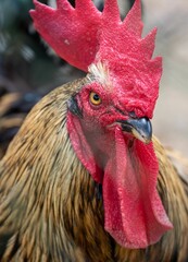 Vertical portrait of an angry rooster looking aside