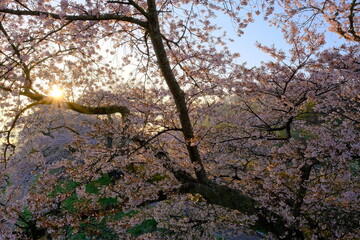 Fototapeta na wymiar 朝日と桜